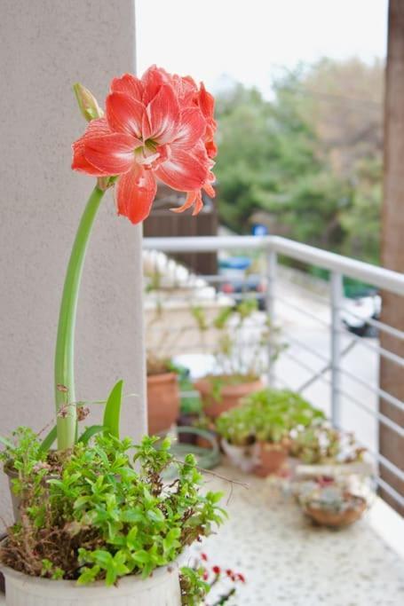 Apartamento Sevasti Rafina Exterior foto